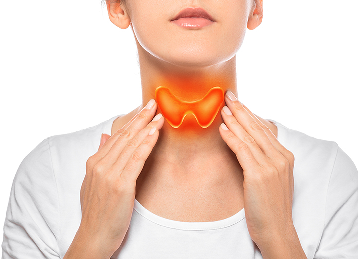 甲状腺のイラスト